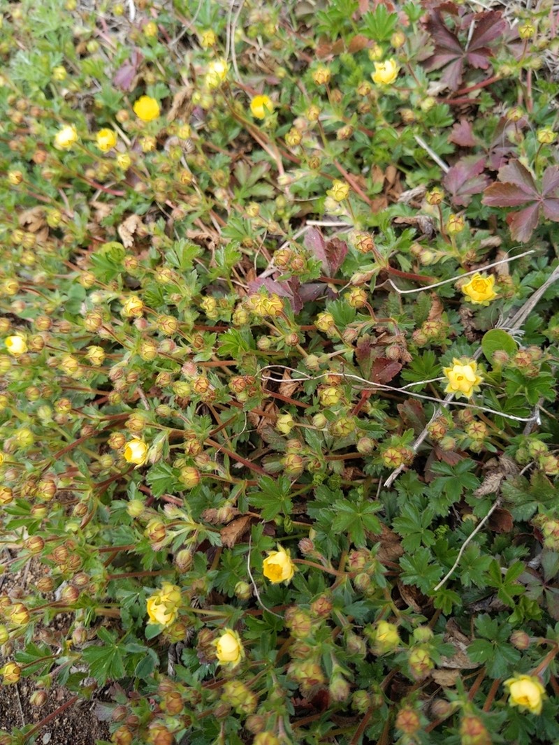 Potentilla verna photo 5