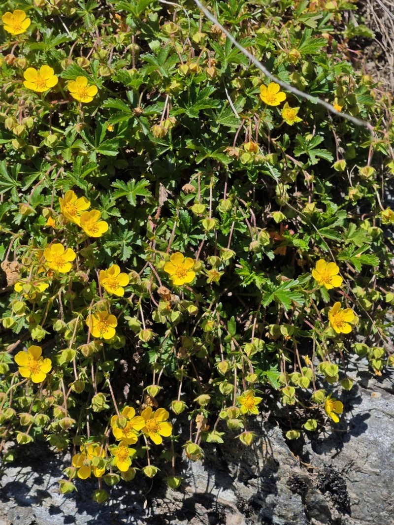 Potentilla verna photo 6