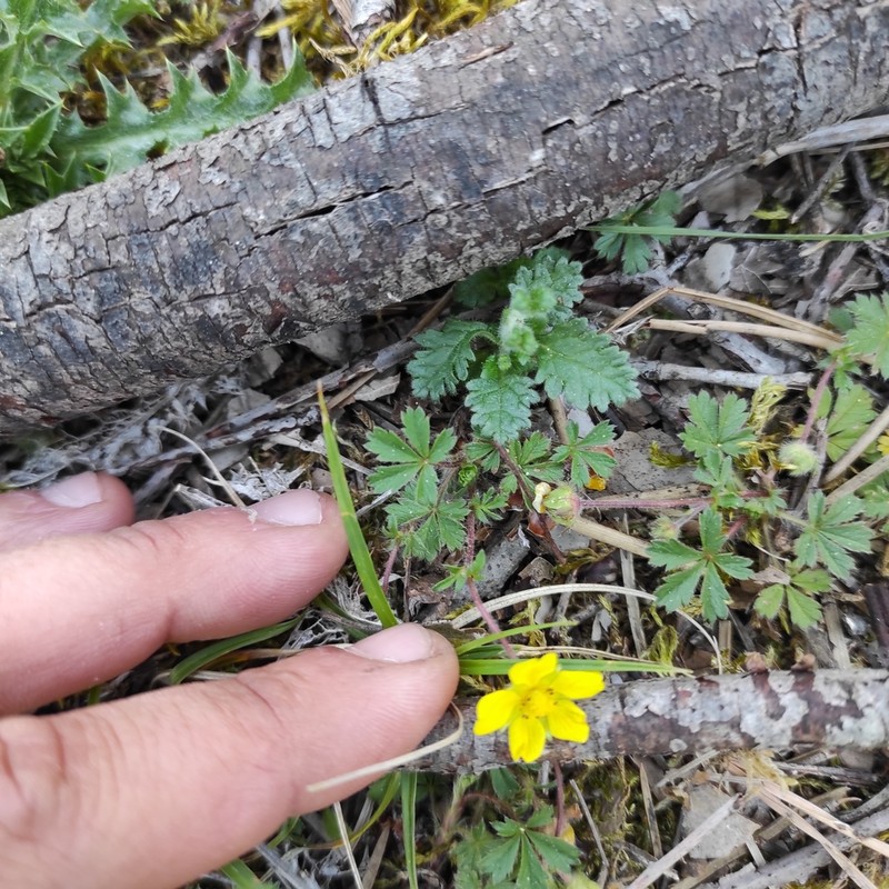 Potentilla verna photo 7