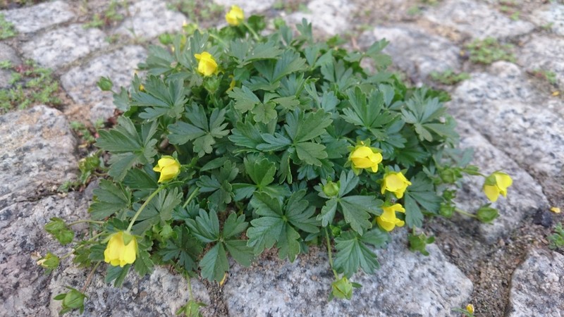 Potentilla verna photo 8
