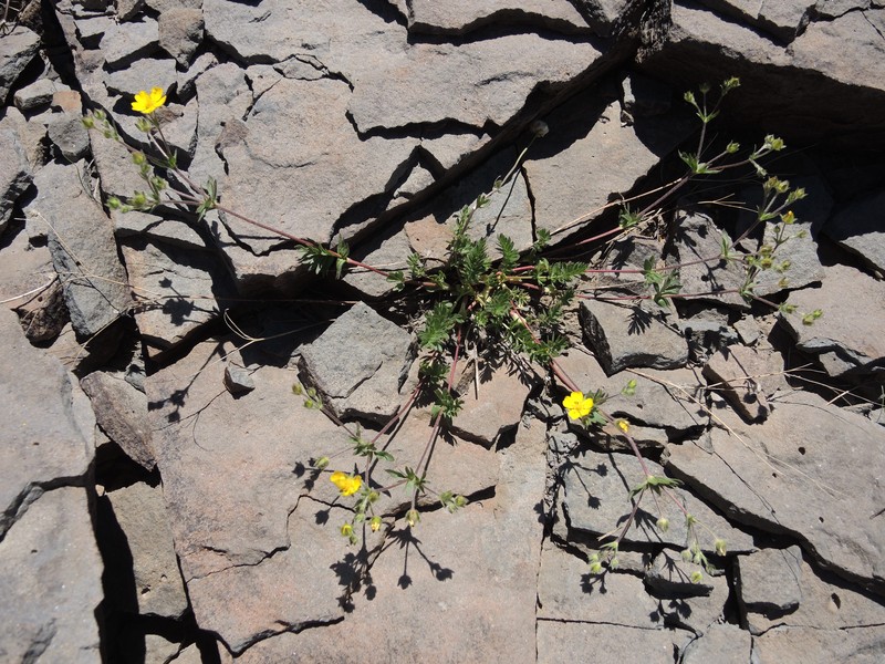Potentilla versicolor