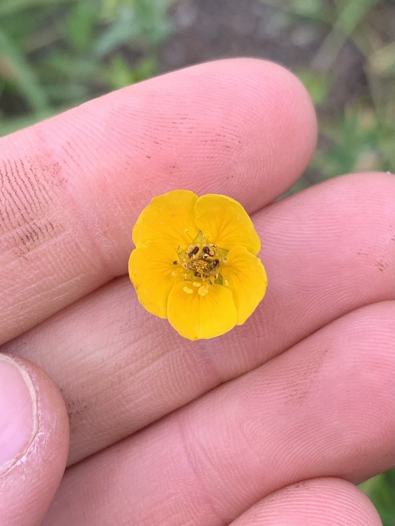 Potentilla versicolor photo 2
