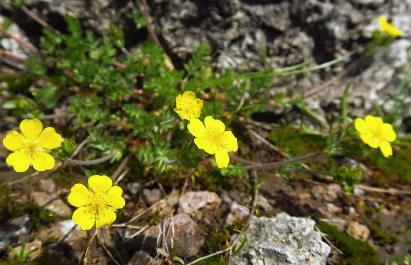 Potentilla versicolor photo 3