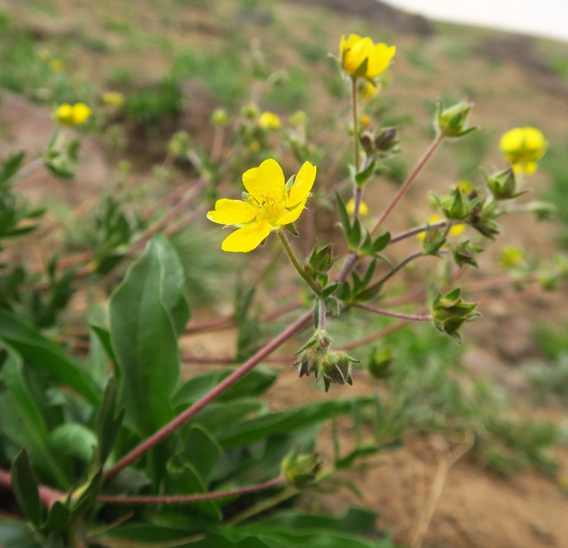 Potentilla versicolor photo 4