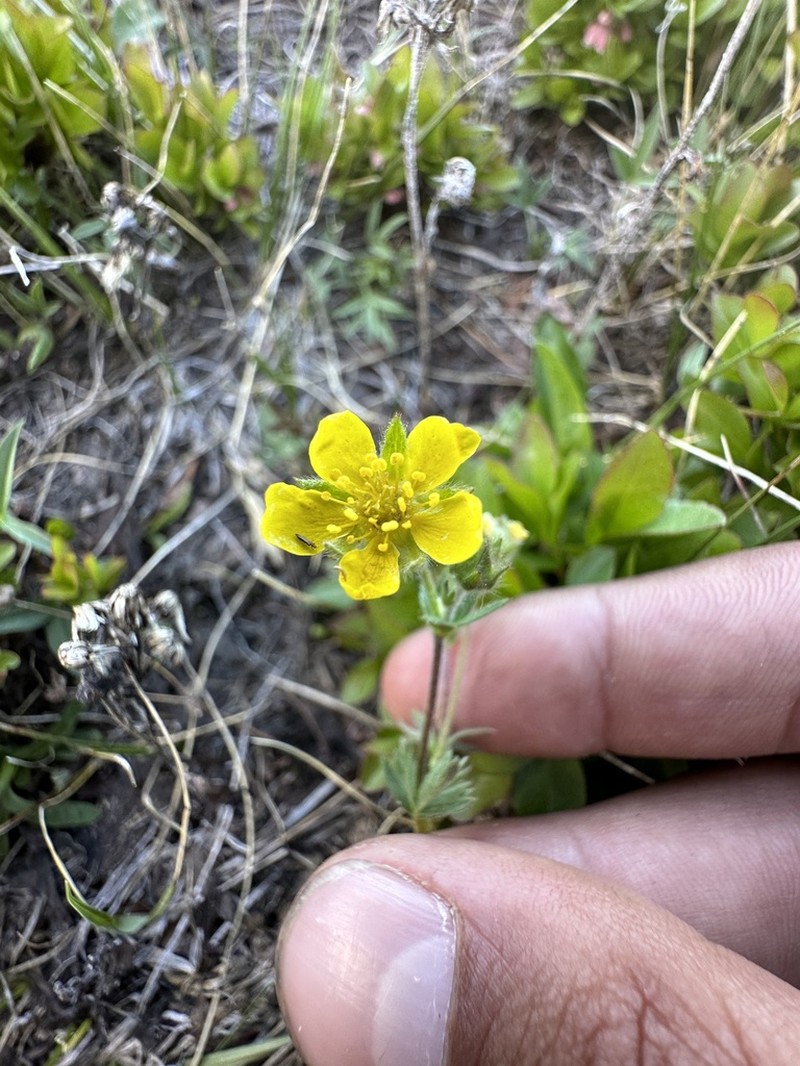 Potentilla versicolor photo 5