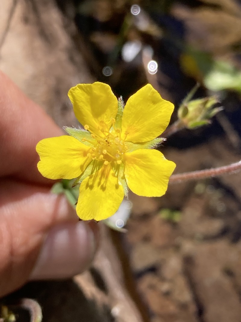 Potentilla versicolor photo 7