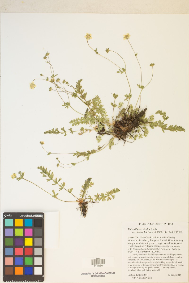 Potentilla versicolor var. darrachii