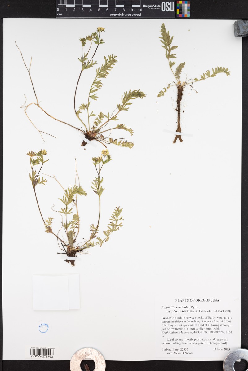Potentilla versicolor var. darrachii photo 2