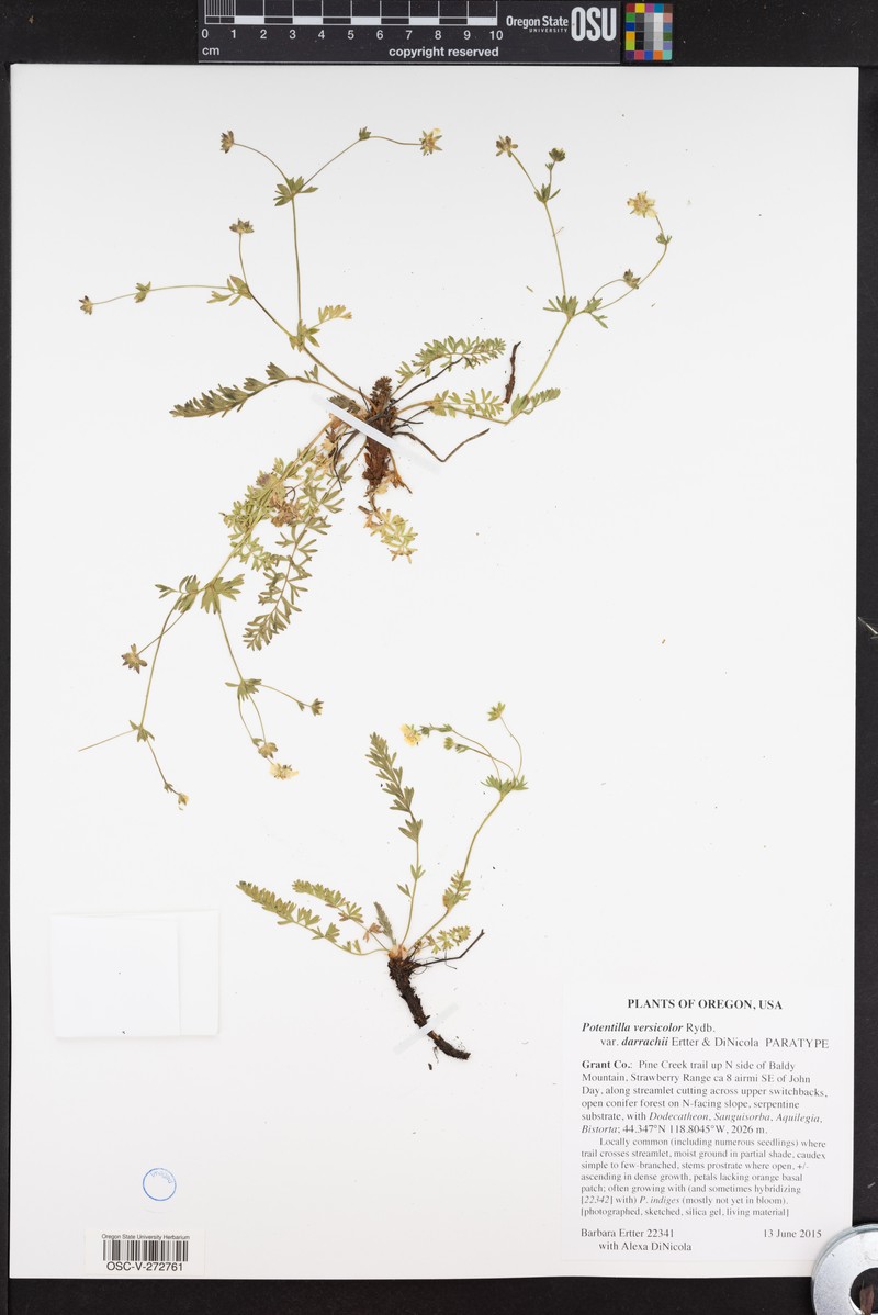 Potentilla versicolor var. darrachii photo 3