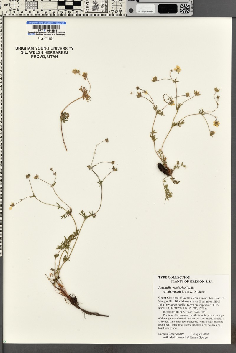 Potentilla versicolor var. darrachii photo 4