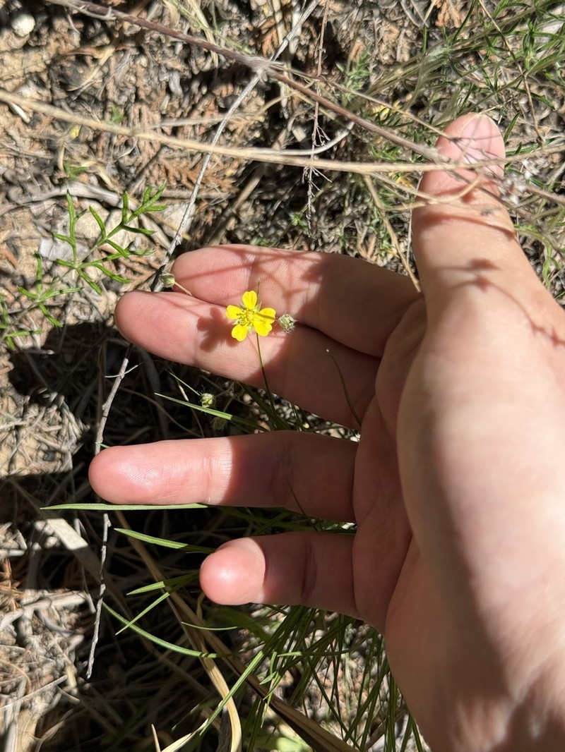 Potentilla verticillaris