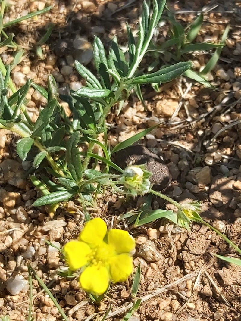 Potentilla verticillaris photo 2