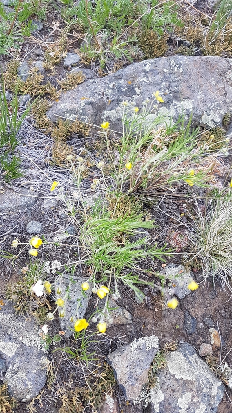 Potentilla verticillaris photo 3