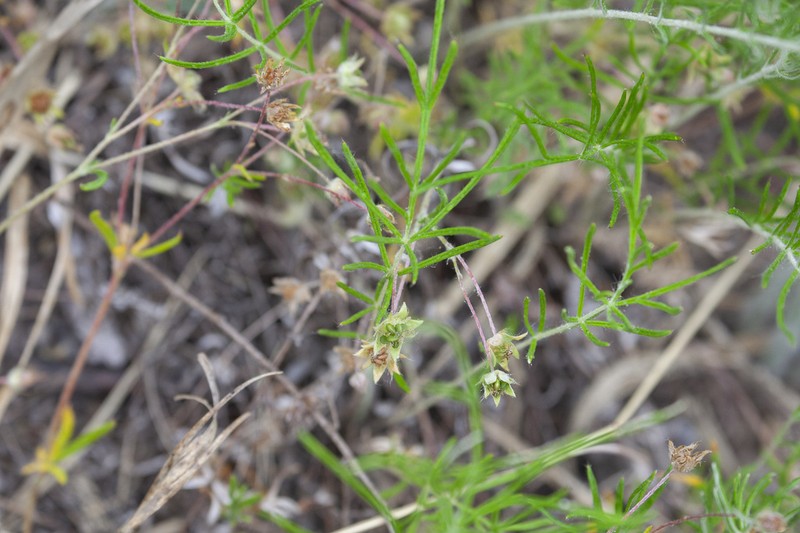 Potentilla verticillaris photo 4