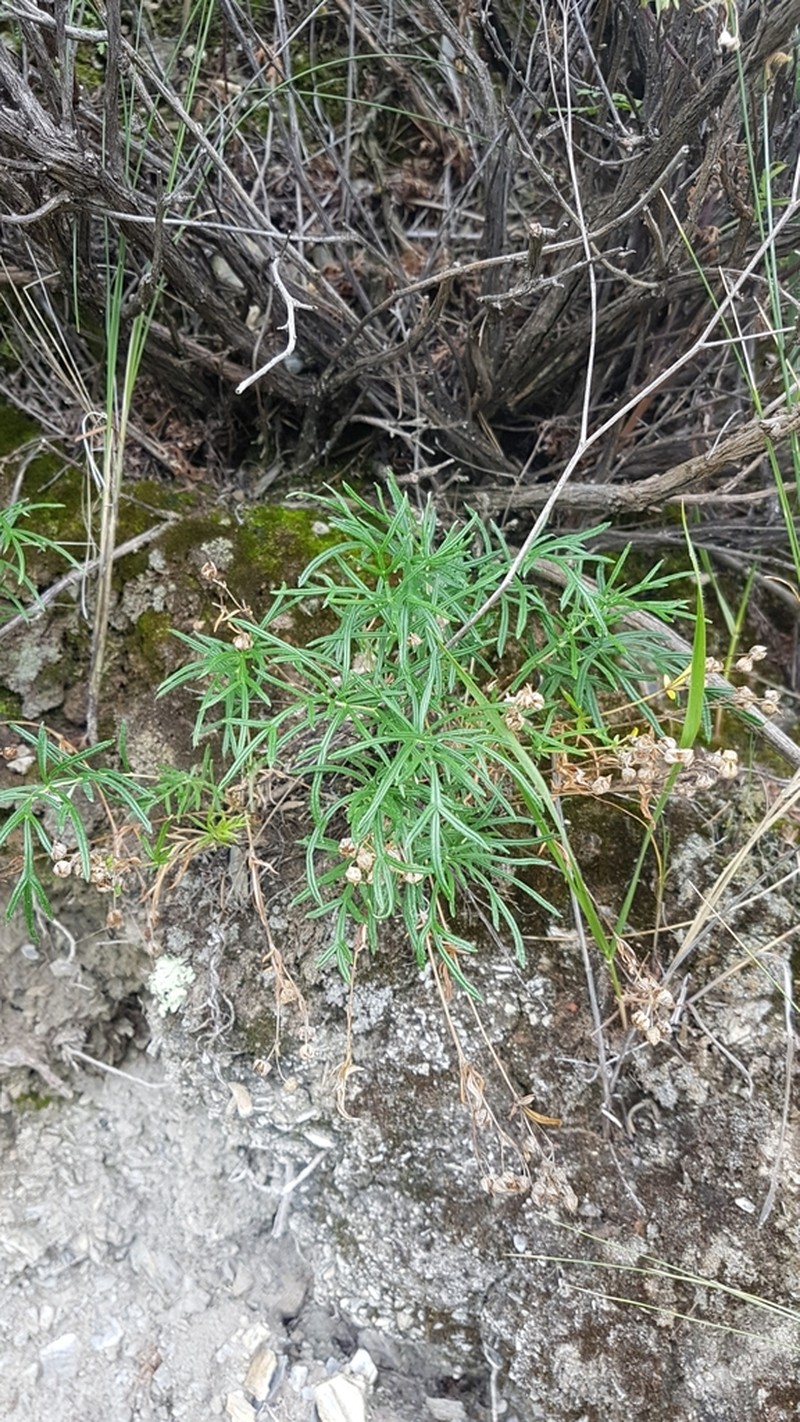 Potentilla verticillaris photo 5