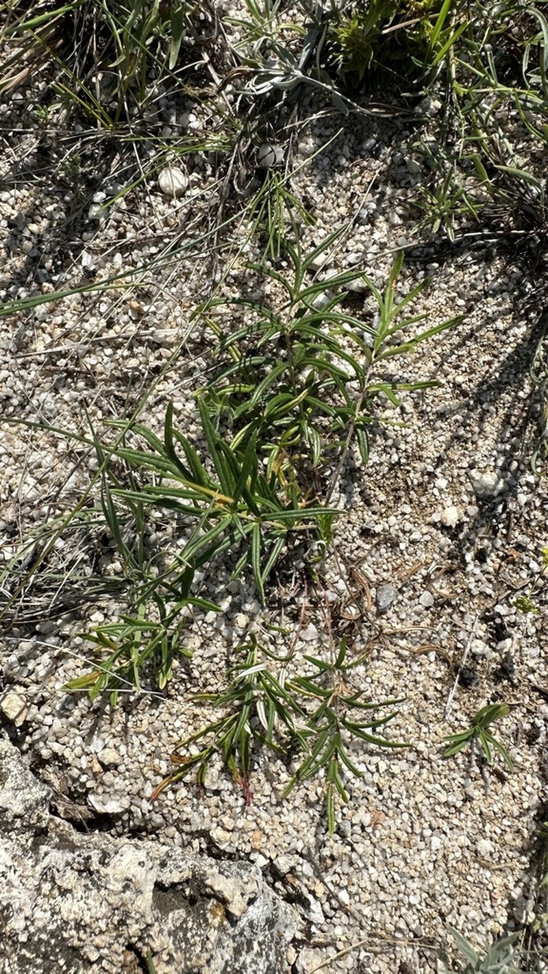 Potentilla verticillaris photo 6