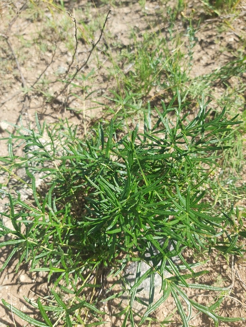Potentilla verticillaris photo 7