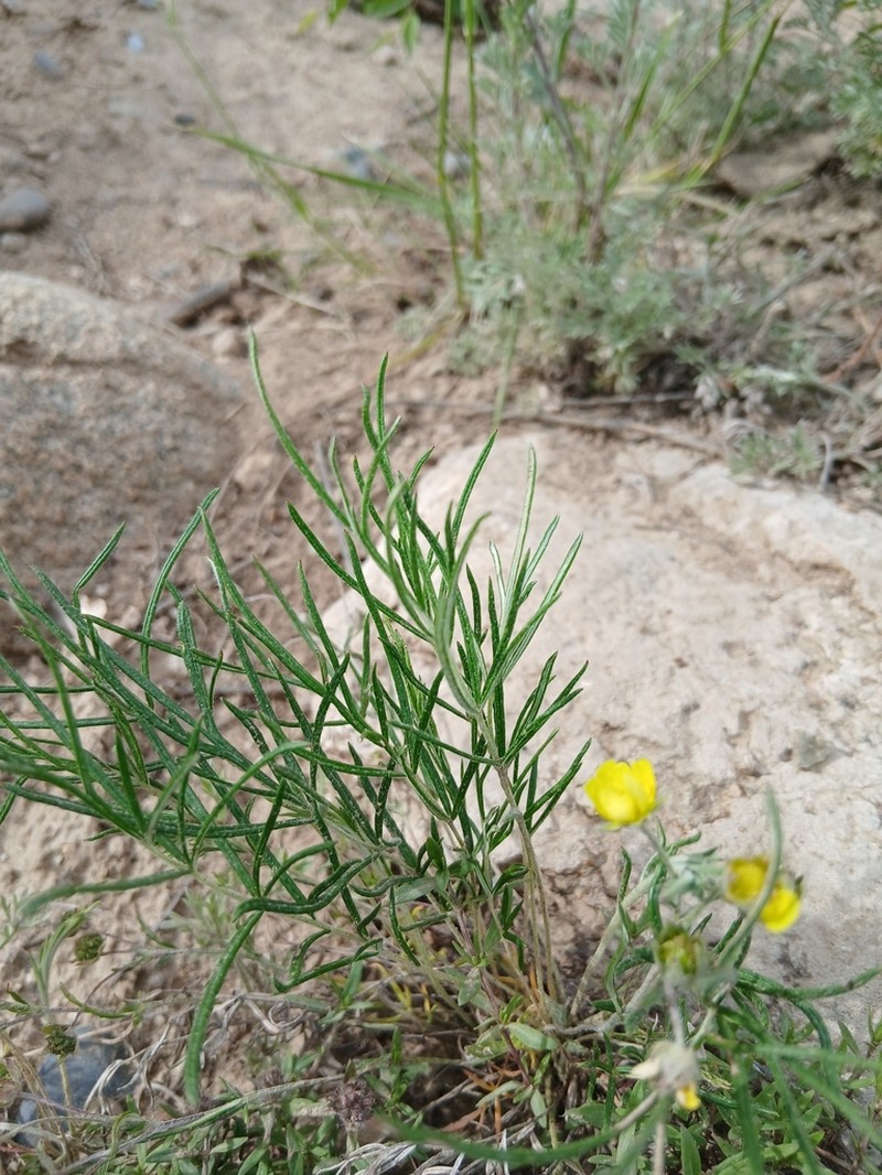Potentilla verticillaris photo 8