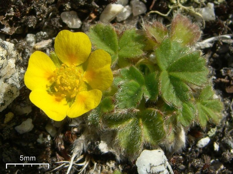 Villous Cinquefoil