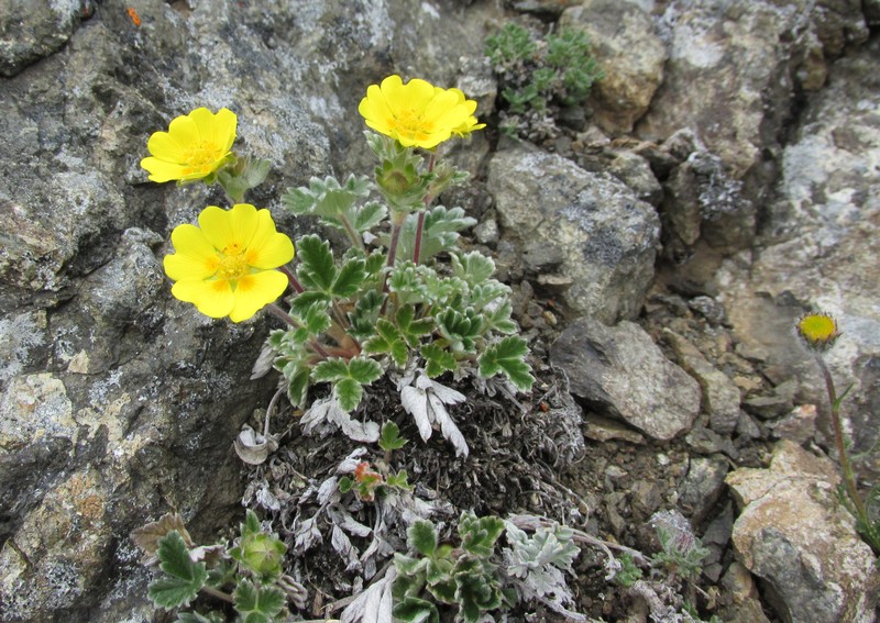 Villous Cinquefoil photo 2