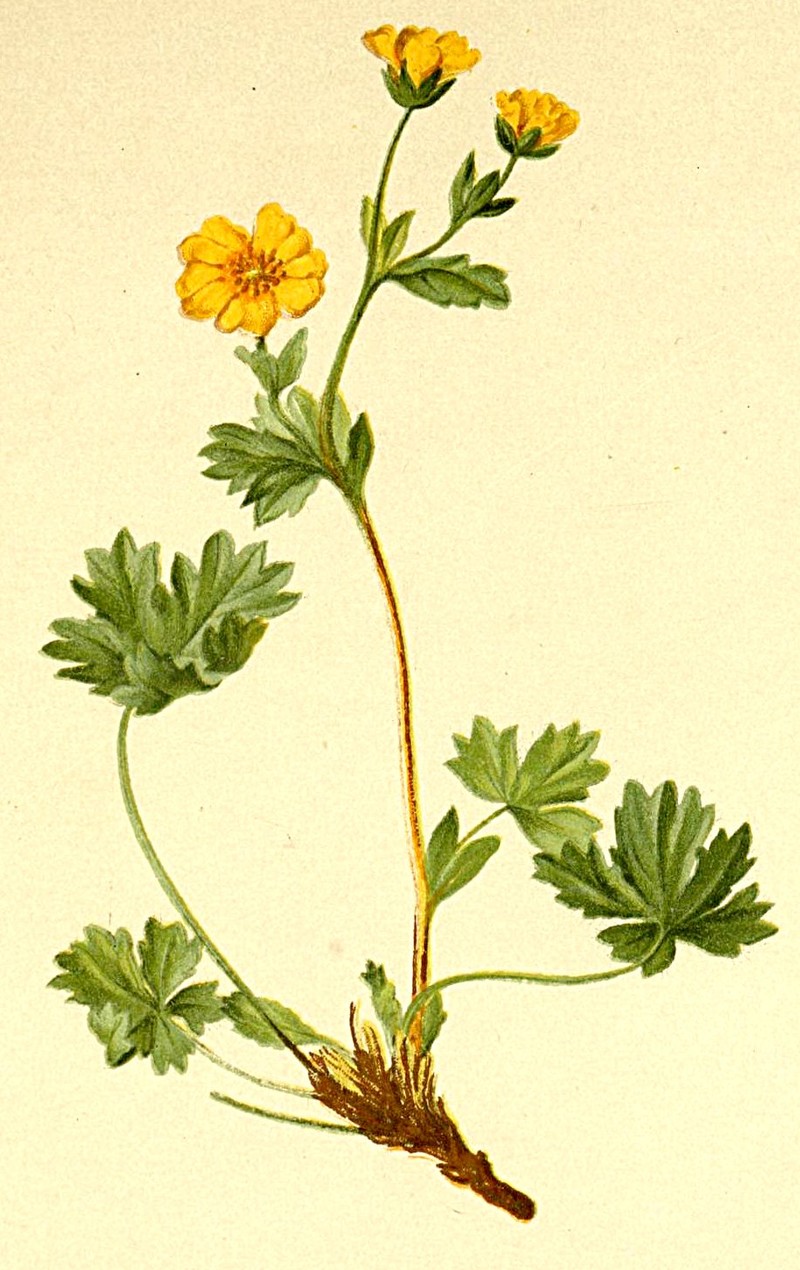 Villous Cinquefoil photo 3