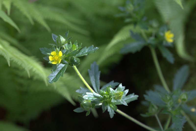 Villous Cinquefoil photo 4