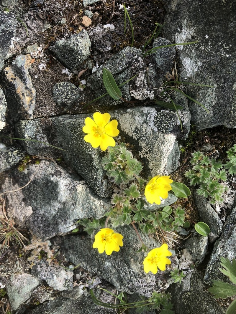 Villous Cinquefoil