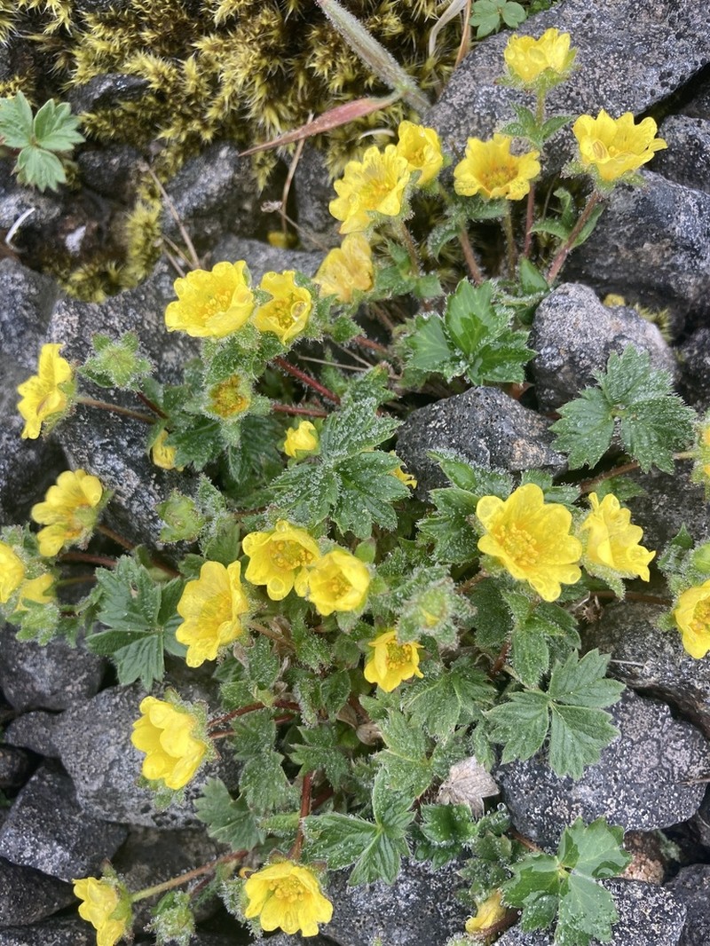 Villous Cinquefoil photo 2