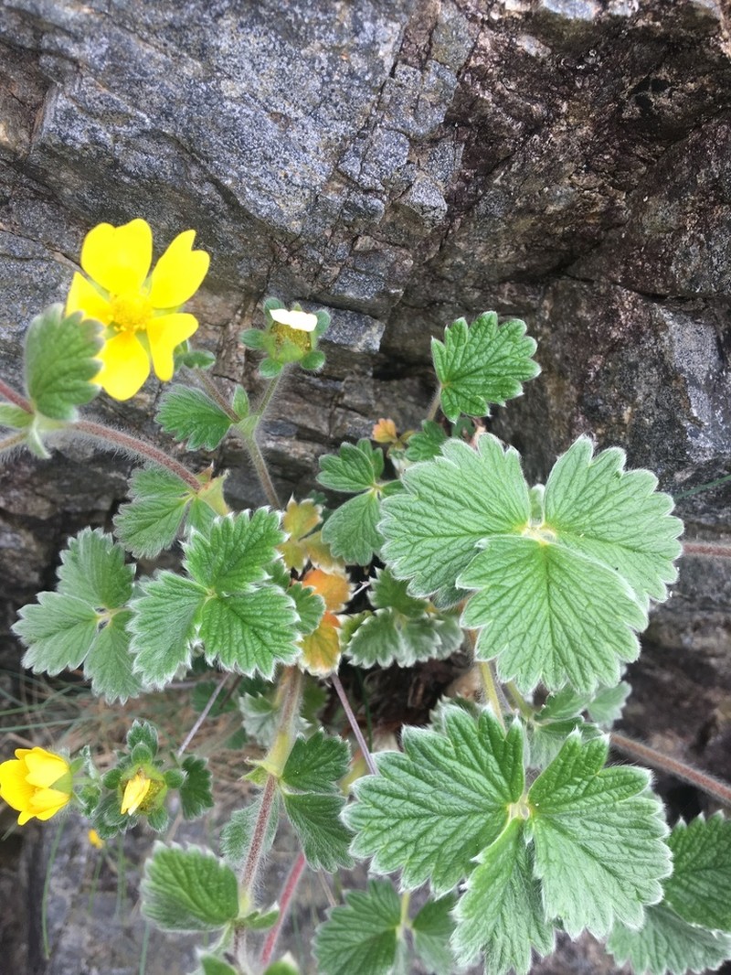 Villous Cinquefoil photo 3