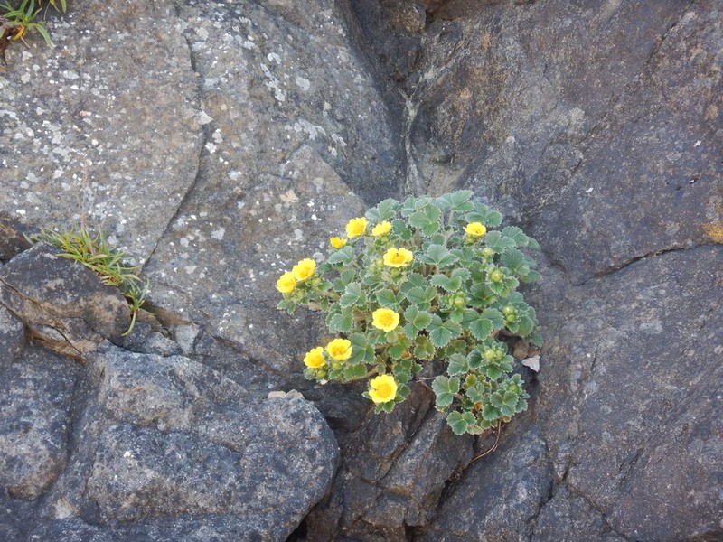 Villous Cinquefoil photo 4
