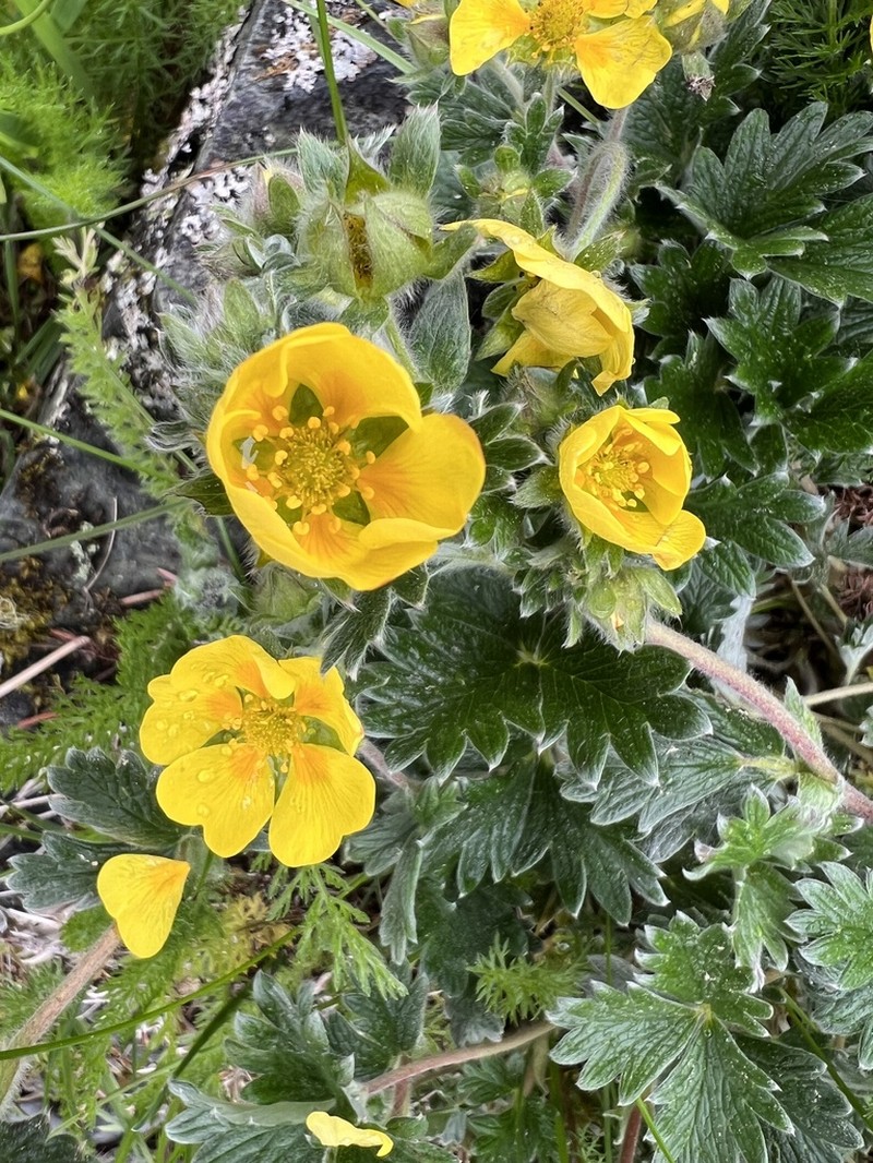 Villous Cinquefoil photo 5