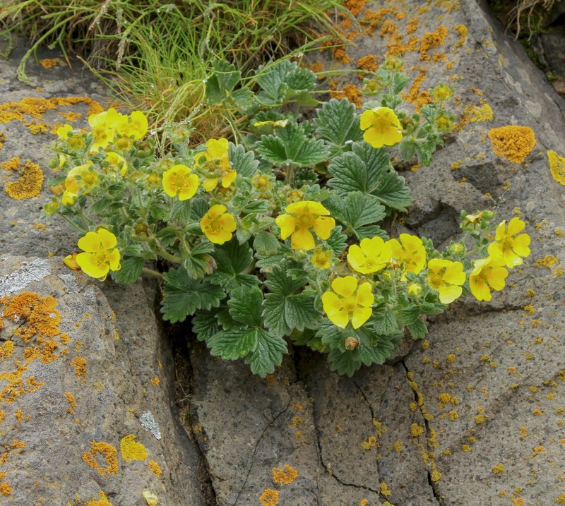 Villous Cinquefoil photo 6