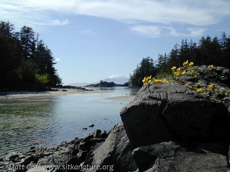 Villous Cinquefoil photo 7