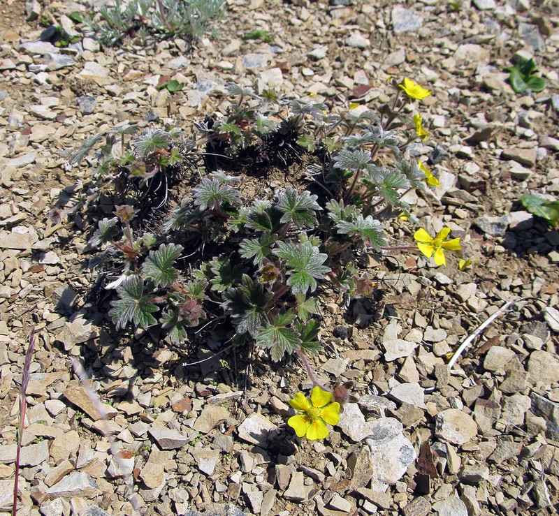 Villous Cinquefoil photo 8