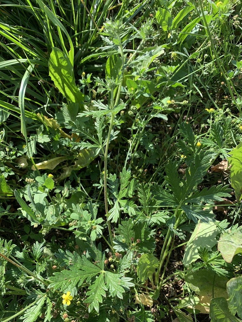 Potentilla virgata photo 2