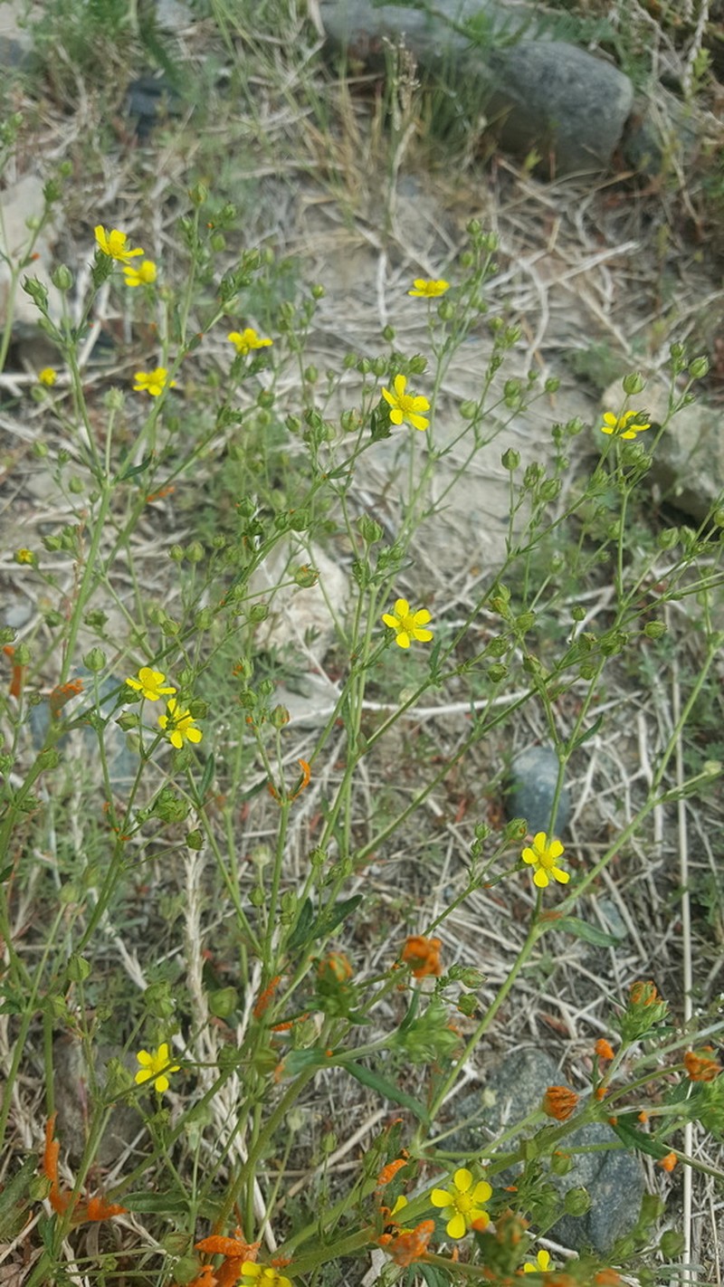 Potentilla virgata photo 3