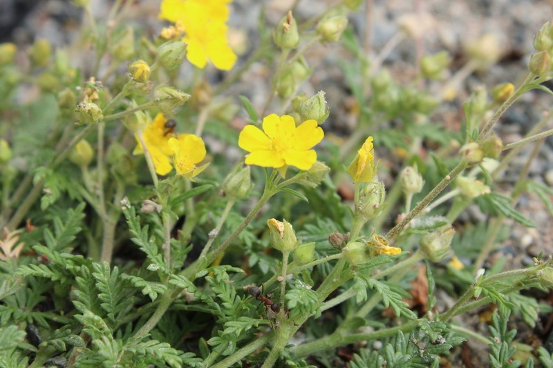 Potentilla virgata photo 4