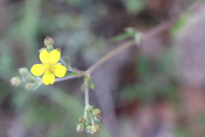 Potentilla virgata photo 5