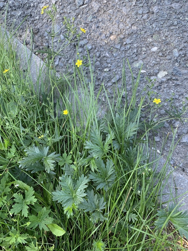 Potentilla virgata photo 6