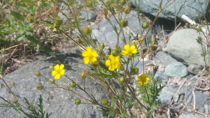 Potentilla virgata photo 7