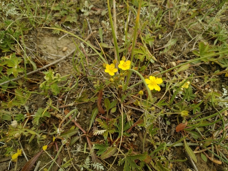Potentilla virgata photo 8
