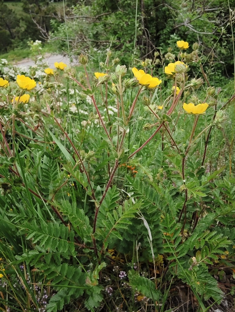 Potentilla visianii photo 2