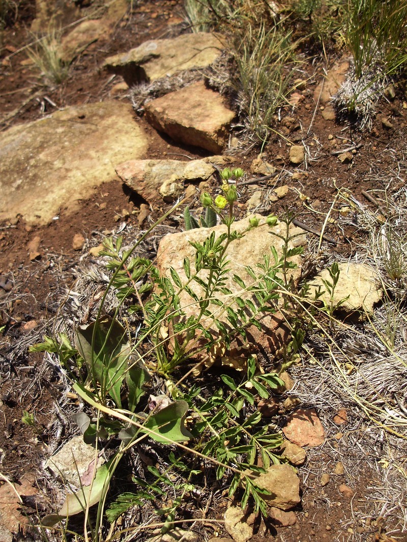 Potentilla visianii