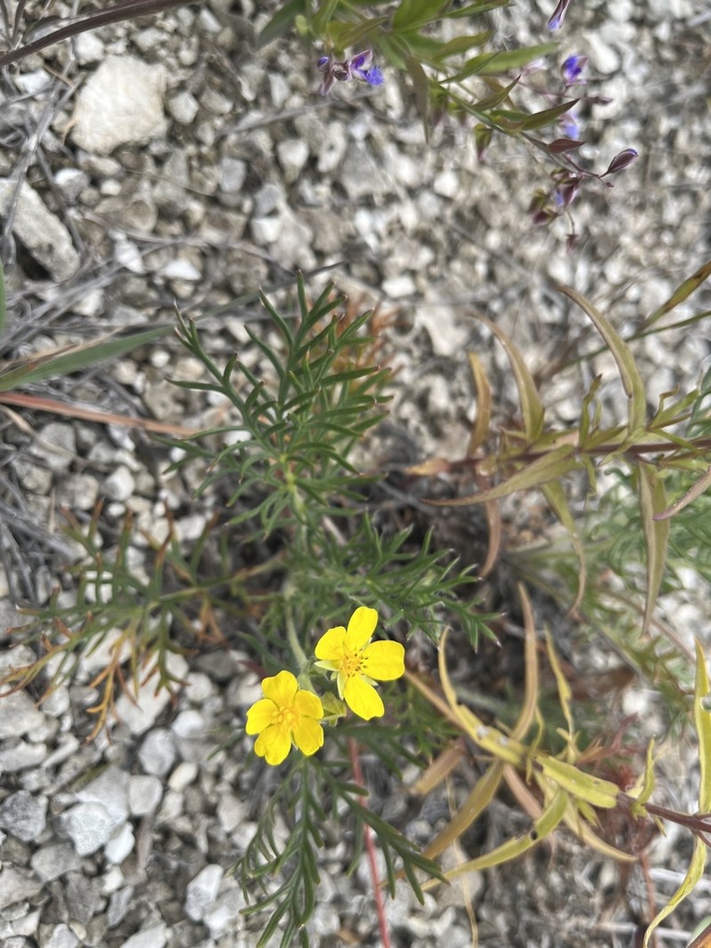 Potentilla volgarica