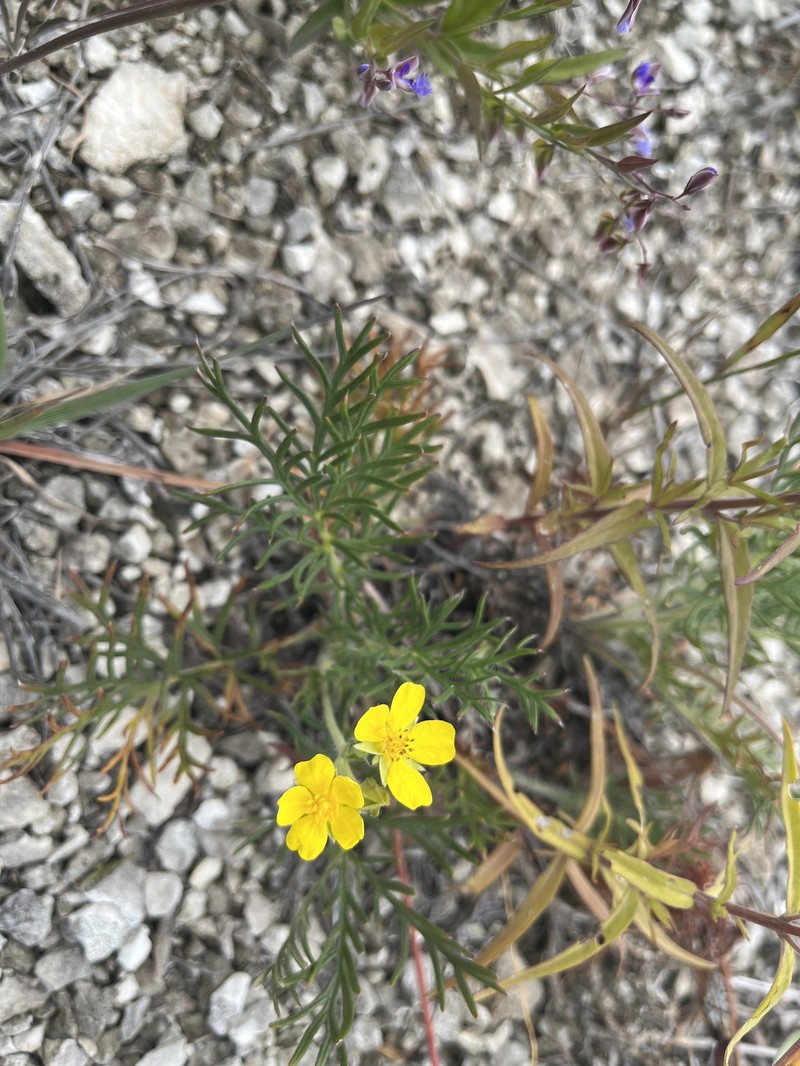 Potentilla volgarica photo 2