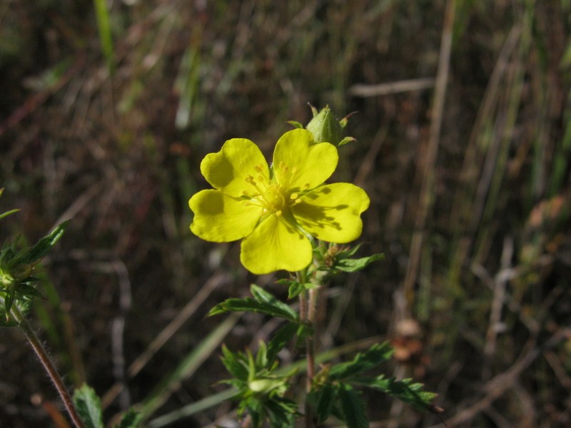 Potentilla vorobievii
