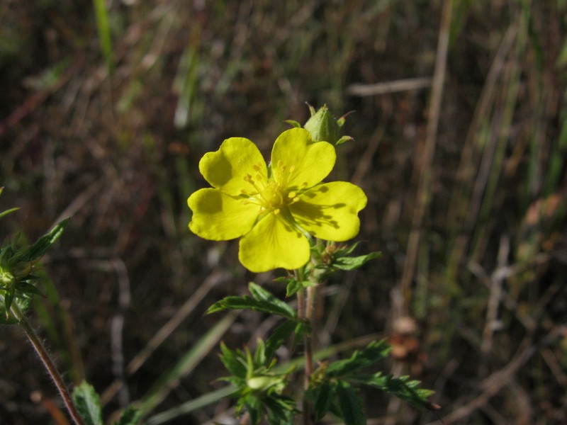 Potentilla vorobievii photo 2