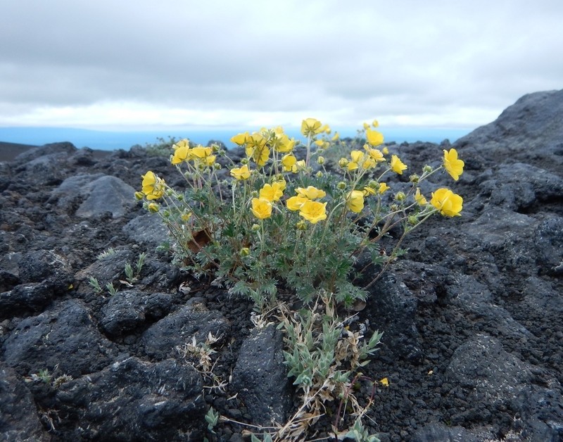 Potentilla vulcanicola photo 2