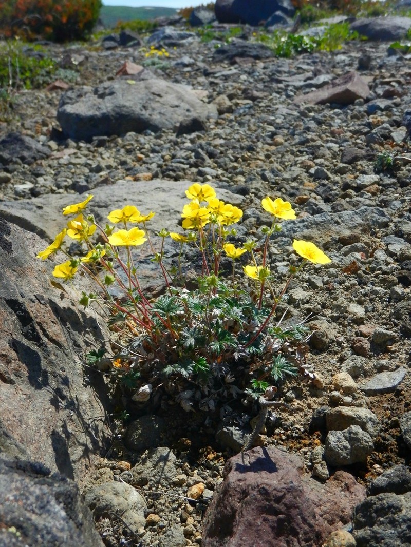 Potentilla vulcanicola photo 3