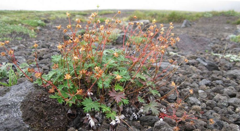 Potentilla vulcanicola photo 4